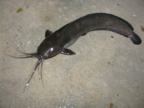 walking catfish.JPG