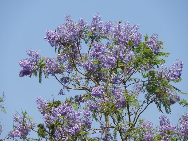 jacaranda-mimosifolia-jakaranda-also-called-as-blue-jacaranda-black-poui-fern-tr.jpg